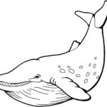 Raskrasil.com-Coloring-Pages-Whale-33
