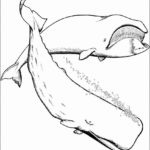 Raskrasil.com-Coloring-Pages-Whale-35