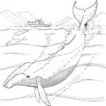 Raskrasil.com-Coloring-Pages-Whale-37