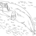 Raskrasil.com-Coloring-Pages-Whale-38