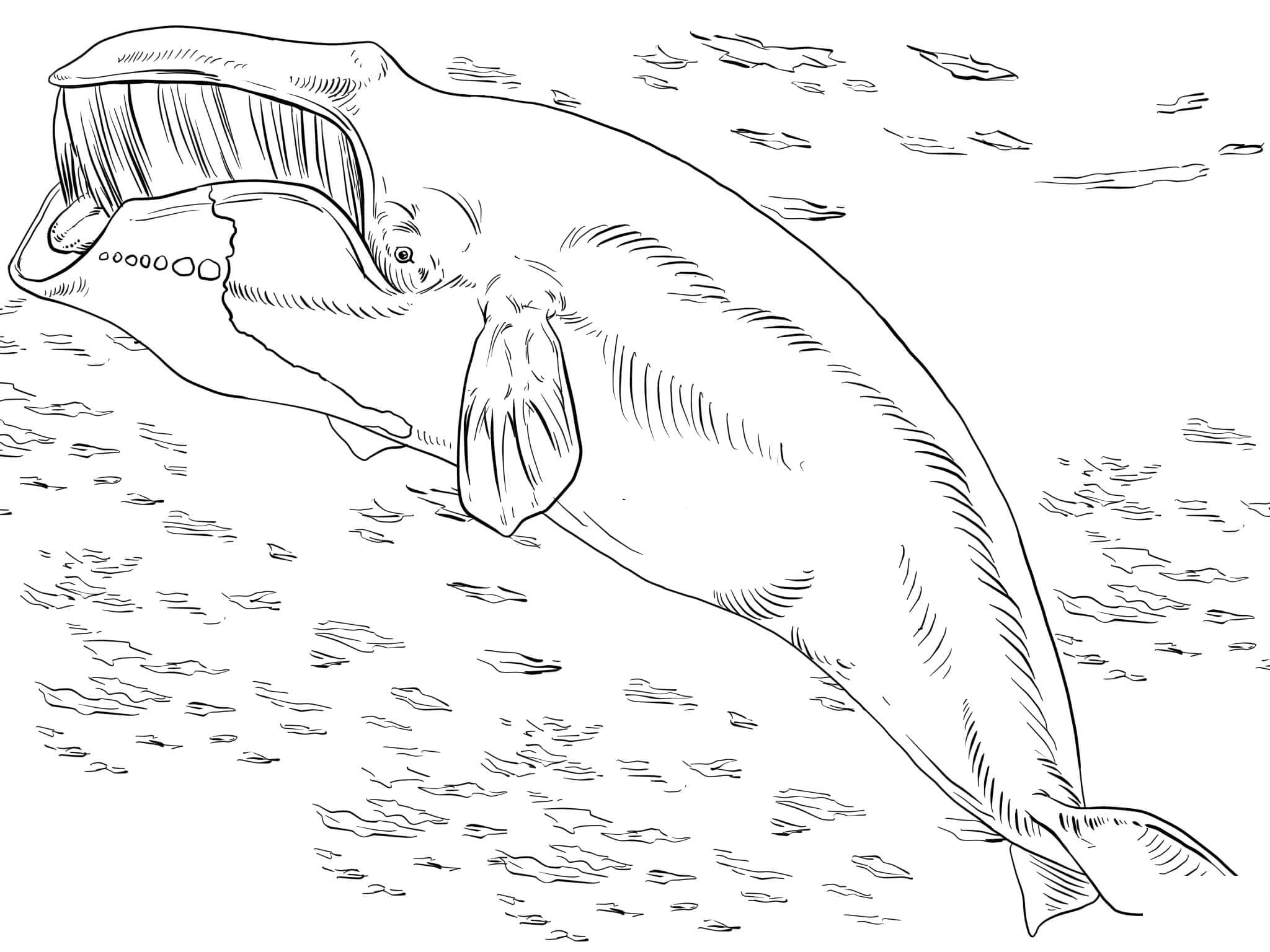 Голубой кит раскраска