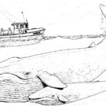 Raskrasil.com-Coloring-Pages-Whale-43