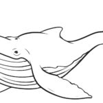 Raskrasil.com-Coloring-Pages-Whale-45