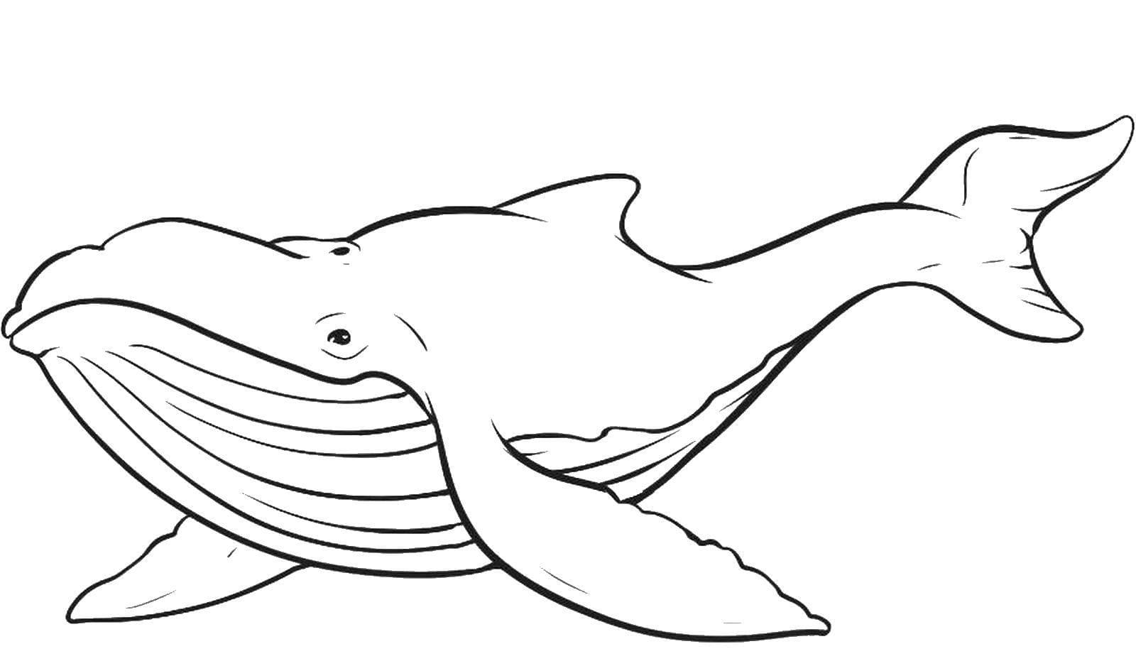 Desenhos de Baleia para Colorir, Pintar e Imprimir 