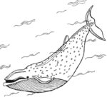 Raskrasil.com-Coloring-Pages-Whale-60