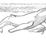 Raskrasil.com-Coloring-Pages-Whale-68