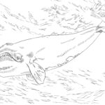 Raskrasil.com-Coloring-Pages-Whale-78