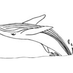 Raskrasil.com-Coloring-Pages-Whale-81