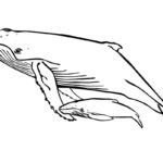 Raskrasil.com-Coloring-Pages-Whale-9