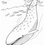 Raskrasil.com-Coloring-Pages-Whale-95