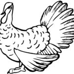 Raskrasil.com-Turkey - 101