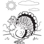 Raskrasil.com-Turkey - 35