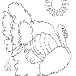 Raskrasil.com-Turkey - 39