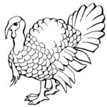 Raskrasil.com-Turkey - 5