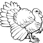 Raskrasil.com-Turkey - 6