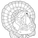 Raskrasil.com-Turkey - 7