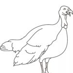 Raskrasil.com-Turkey - 9