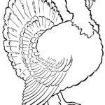 Raskrasil.com-Turkey - 97