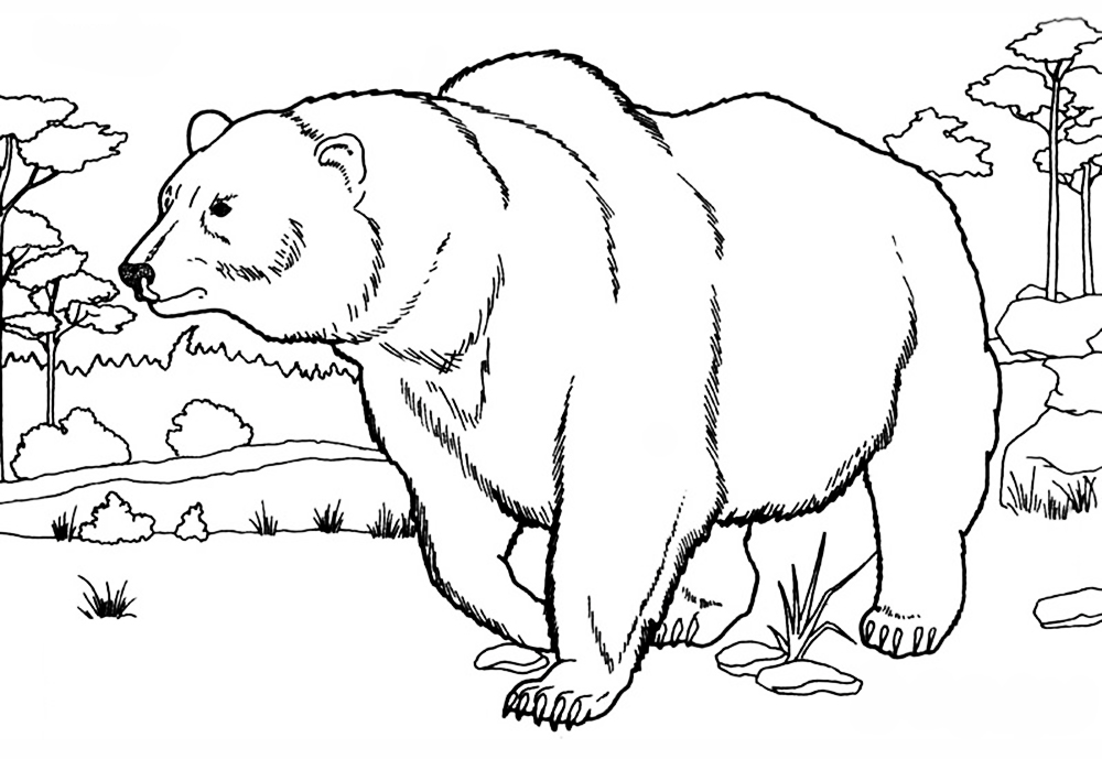 Wild Animals Coloring Pages | 70 images Free Printable