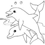 Raskrasil.com-dolphins-24