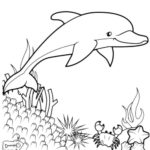 Raskrasil.com-dolphins-27