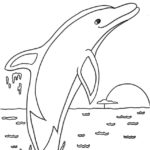 Raskrasil.com-dolphins-29