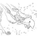 Raskrasil.com-dolphins-39