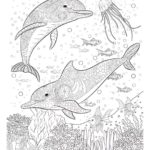 Raskrasil.com-dolphins-54