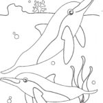 Raskrasil.com-dolphins-82