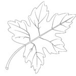 Raskrasil.com-leaf-3