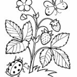 Raskrasil.com-summer-2