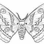 Previous Attachment