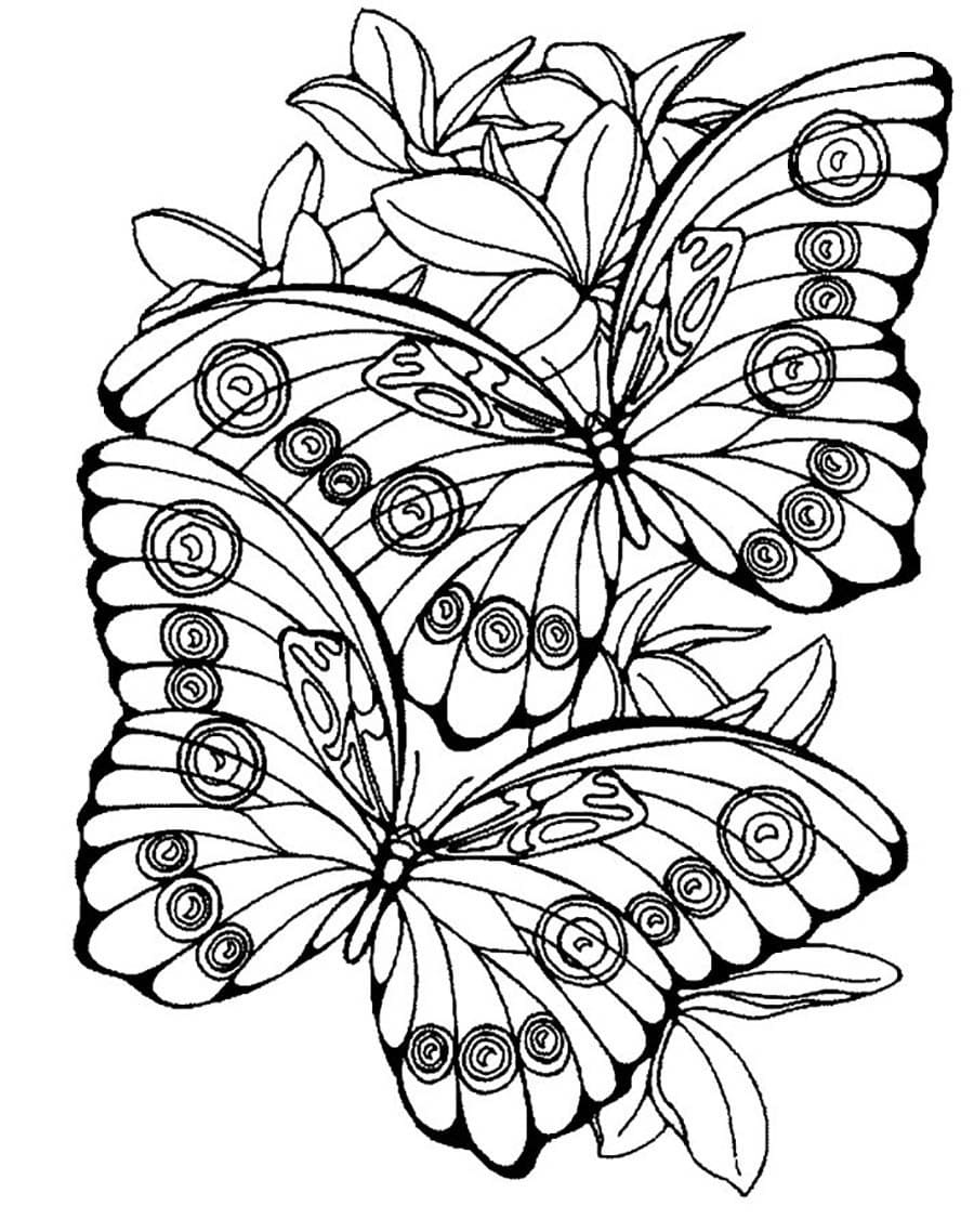 Butterfly Coloring Pages for Kids 100 Pictures Print for Free! 