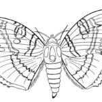 Previous Attachment