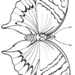 raskraska-babochki (82)