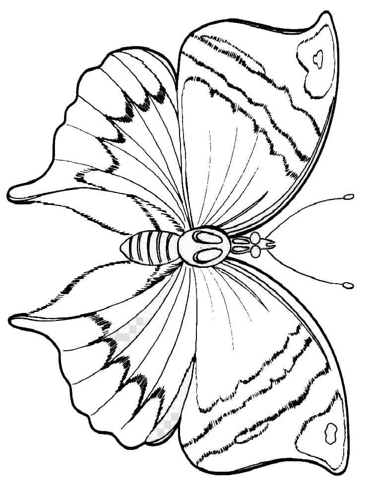 Butterfly Coloring Pages for Kids | 100 Pictures Print for Free!