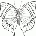 raskraska-babochki (85)