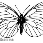 raskraska-babochki (9)