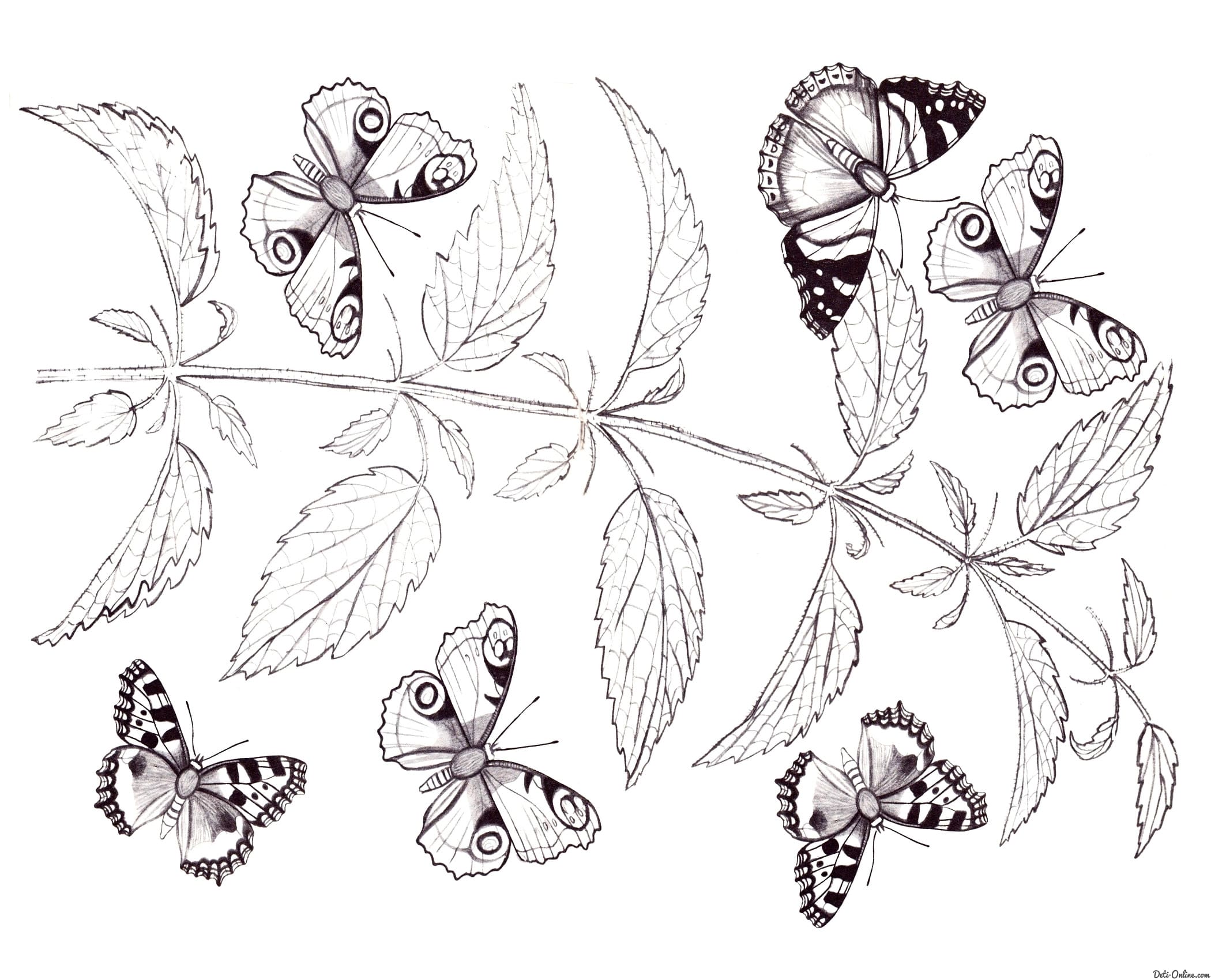 98 Butterfly Coloring Pages To Print Free Pictures