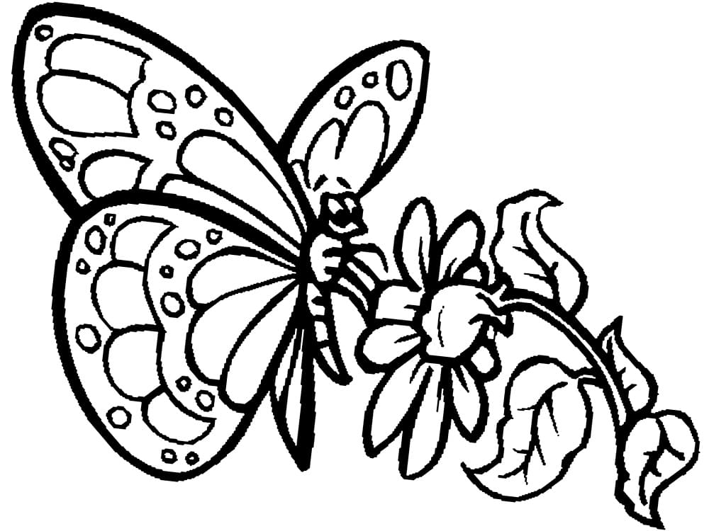 Coloriage Papillon à imprimer