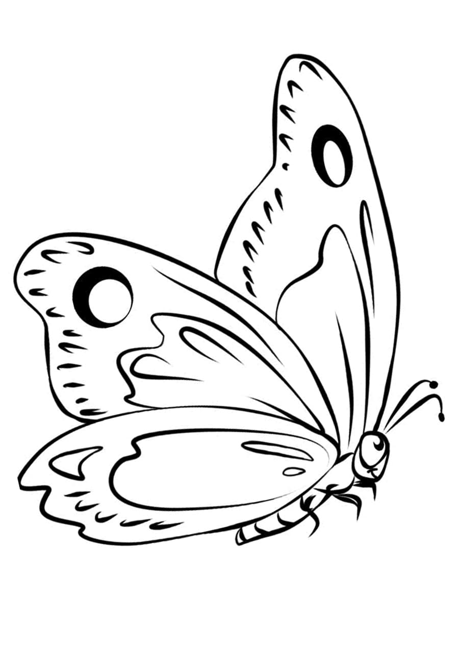Pagine da colorare con disegni di farfalle per bambini ...