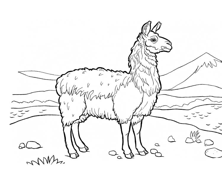 Wild Animals Coloring Pages | 70 images Free Printable