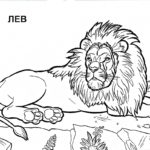 raskraska-dikogo-zhivotnogo (35)