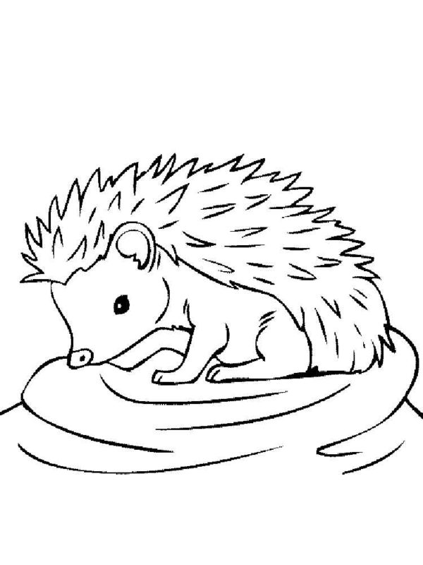 Coloriage Hérisson pour les enfants. 100 images. Imprimez en ligne!