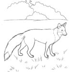 raskraska-lisa-dlya-detey (61)