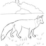 raskraska-lisa-dlya-detey (67)