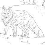 raskraska-lisa-dlya-detey (93)