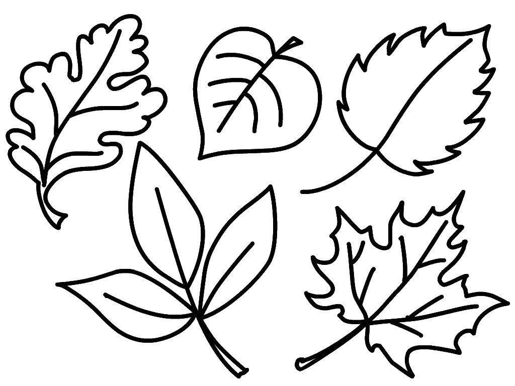 Раскраски листьев для детей | Распечатать бесплатно