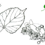 raskraska-listiev-1 (16)