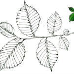 raskraska-listiev-1 (17)